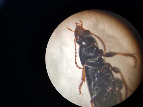 Calathus sp.
